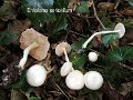 Entoloma sericellum-amf764-1
